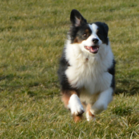 Hunde: Nicht aus Pfützen trinken!