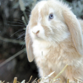 Kaninchen langsam an frisches Gras gewöhnen