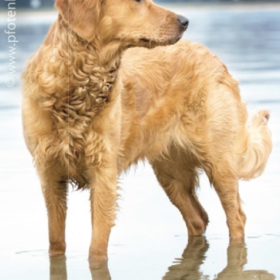 Hunde sind durch Mückenarten gefährdet