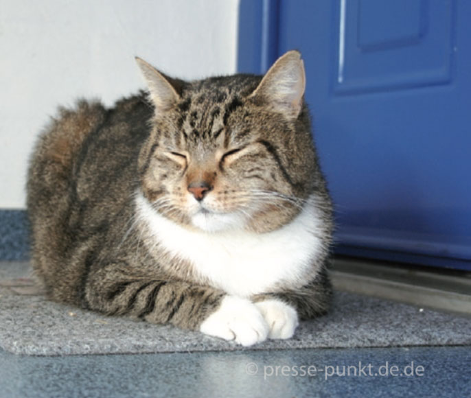 Niereninsuffizienz bei Hunden, Zahnpflege beim Haustier und Vitamin C für Meerschweinchen