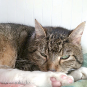 Schmerzen bei Katzen, Tumore und Schmarotzer bei Kaninchen