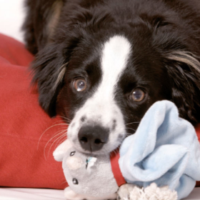 Tierarztbesuche, Registrierung und Zahnwechsel beim Hund