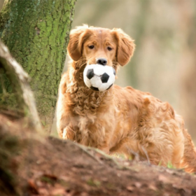 Harnsteine beim Hund und Nierenprobleme bei älteren Tieren