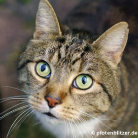 Blutdruck und Herzmuskelerkrankungen bei Hunden und Katzen